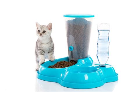 Surefeed microchip small dog & cat feeder. How to Correct Bad Manners of Your Cat | Pet Health ...