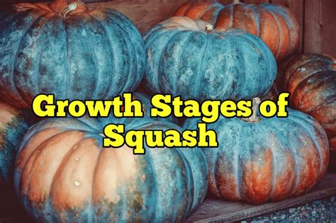 8 Growth Stages Of Squash Life Cycle Rockets Garden
