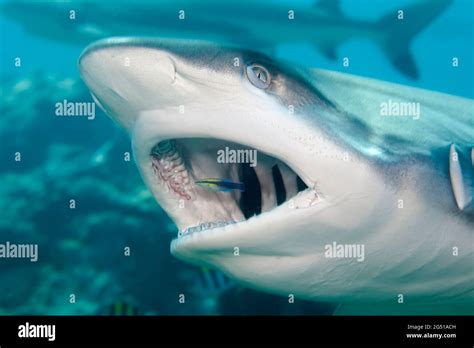 Cleaner Wrasse Fish Shark Hi Res Stock Photography And Images Alamy