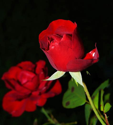 Rosa Roja · Foto De Stock Gratuita