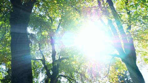 Shining Through Leaves Stock Footage Video Shutterstock