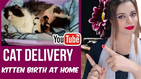 Persian Cat Giving Birth For The Very First Time Symptoms Of Cat