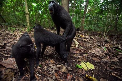 Black Crested Or Celebes Crested Macaques Mating Wide Angle Perspective Macaca Nigra