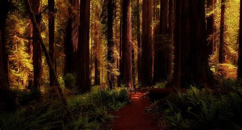Hd Wallpaper Woodland Redwoods National Park Forest Path Mill