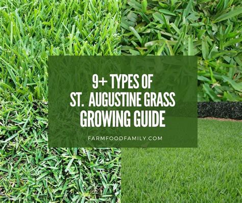 9 Types Of St Augustine Grass Growing And Care Guide With Pictures