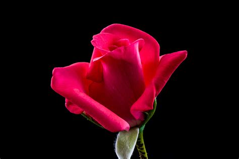 Gambar Mekar Menanam Daun Bunga Berkembang Berwarna Merah Muda