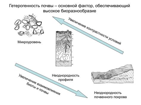 PPT - РОЛЬ ПОЧВ В ФОРМИРОВАНИИ И СОХРАНЕНИИ БИОРАЗНООБРАЗИЯ PowerPoint ...