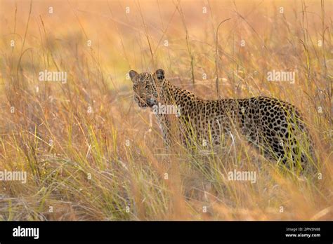 African Leopard Panthera Pardus Pardus Adult Female Standing In