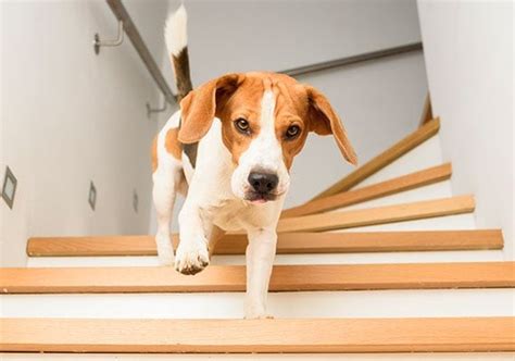 How To Carry A Dog Up And Down Stairs