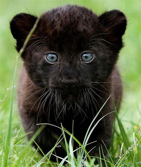 A Baby Black Panther Big Beautiful Felines Pinterest