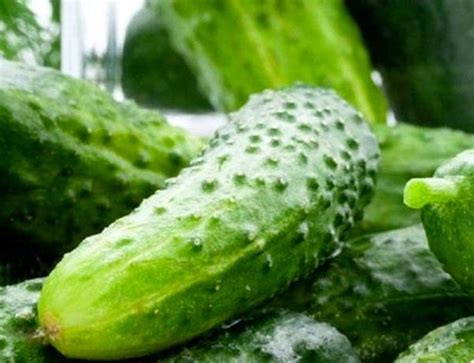 Boston Pickling Cucumber Seeds High Yielding Plant With A Etsy