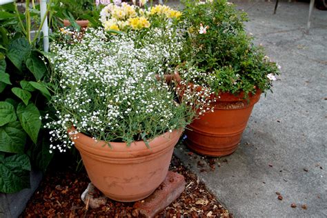 The fresh scent of baby's breath is light and gentle towards the nose, it devours and mesmerizes a heart that's in love. Grow Your Own Babys Breath! - The Radish Patch