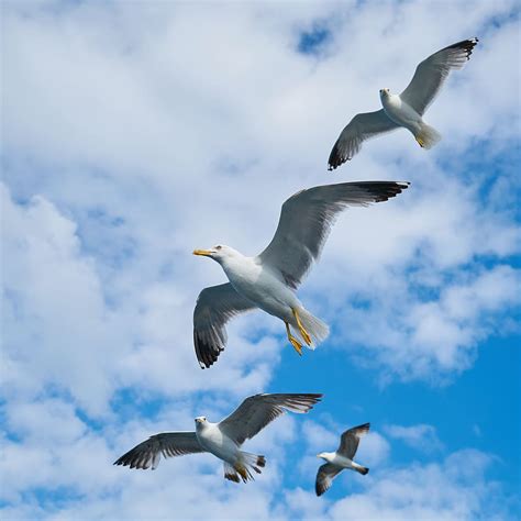 Hd Wallpaper Sea Flight Flying Water Animal Avian