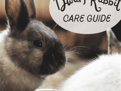 Cuidado De Conejo Enano Guía Completa Para Principiantes