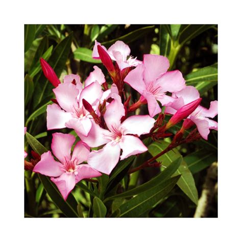 Buy Kaner Nerium Oleander Pink Dwarf Plants Online At Lowest Price