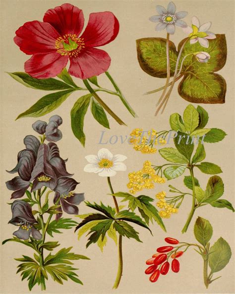Vintage Botanical Print Set Of 2 Botanical Wall Art Antique Etsy