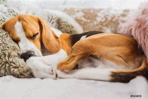 Dog Sleeping On A Sofa Beagle Dog In House Indoors Stock Photo 934835