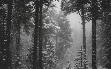 วอลเปเปอร์ 1230x768 Px ป่า แนวนอน หมอก ขาวดำ ธรรมชาติ หิมะ