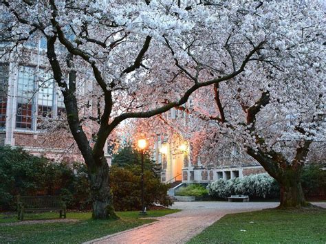 University Of Washington Seattle Cherry Blossoms Gettyimages 643775328