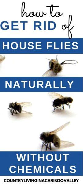 Get Rid Of House Flies Natural Ways To Kill Flies Without Chemicals