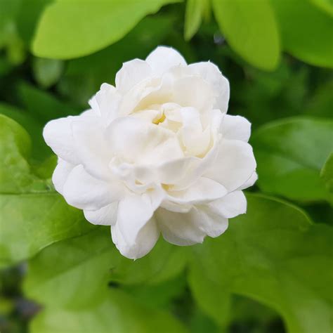 Jasmine Flower Cultivation In Tamilnadu Best Flower Site