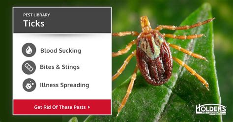 Ticks Types Facts And How To Identify Tick Control Holders
