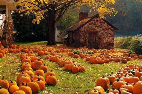 Ahhfall Via Beautiful Garden Fb Pumpkin Farm Fall Pumpkins