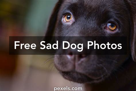Free Stock Photos Of Sad Dog · Pexels