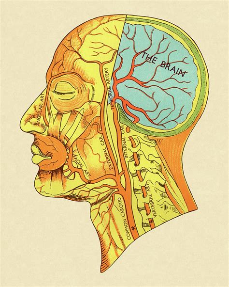 Muscles Of The Head Diagram Drawing By Csa Images Fine Art America