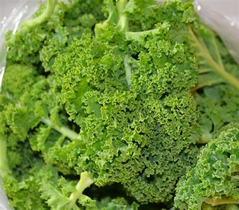 The pressure cooker is the fastest way to make tender, juicy stuffed cabbage rolls in a fraction of the time. How To Cook Curly Kale - Easy Recipes And Ways To Cook ...