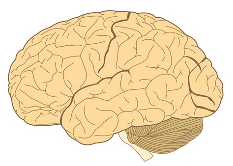 Filehuman Brainsvg Wikimedia Commons