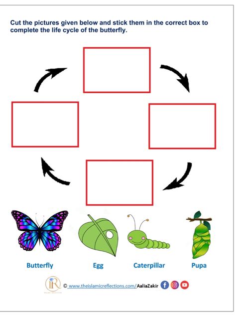 Life Cycle Of A Butterfly Islamic Reflections
