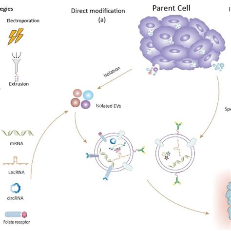 Strategies For Engineering Extracellular Vesicles Evs Including