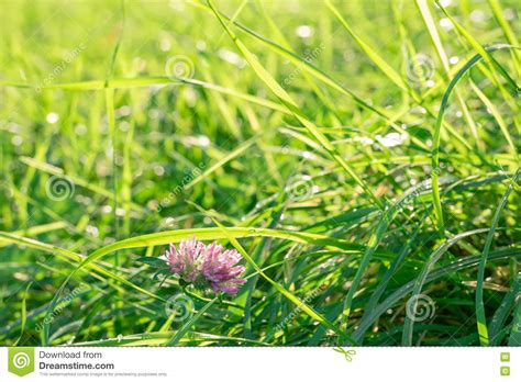 Green Sunlit Glade With Single Clover Flower On It In The Fresh Dew