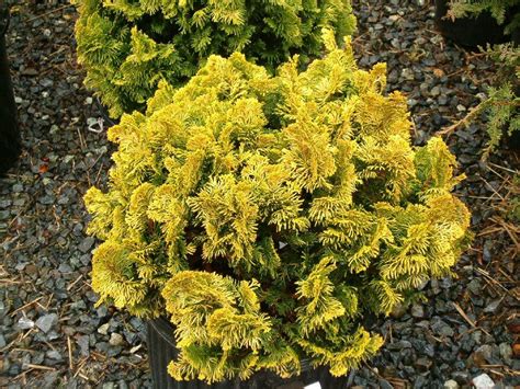 Dwarf Golden Hinoki Cypress Chamaecyparis Obtusa Aurea Zone 5 Loose