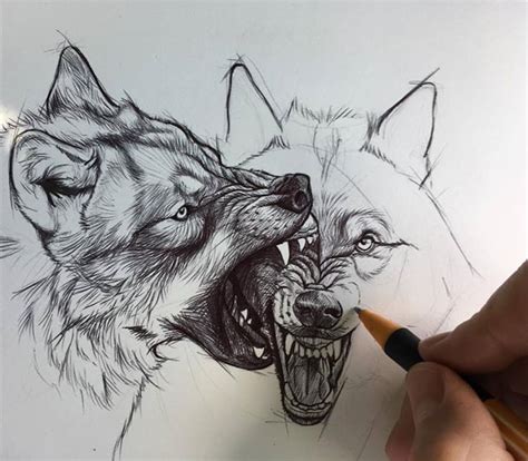 Drawings Of Wolves Fighting