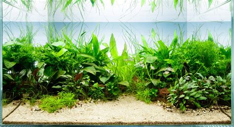 Top 5 Benefits Of Aquarium Plants The Fishroom Cheshire