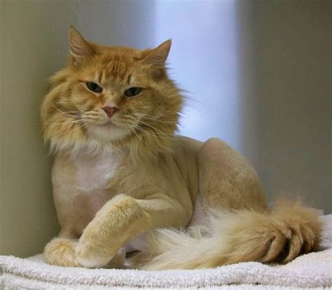 Orange Persian Cat Lion Cut Pets Lovers
