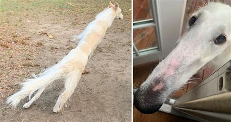 This Borzoi Dog Might Have The Longest Snout In The World And People