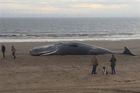 Three More Dead Sperm Whales Wash Up On British Beach London Evening Standard Evening Standard