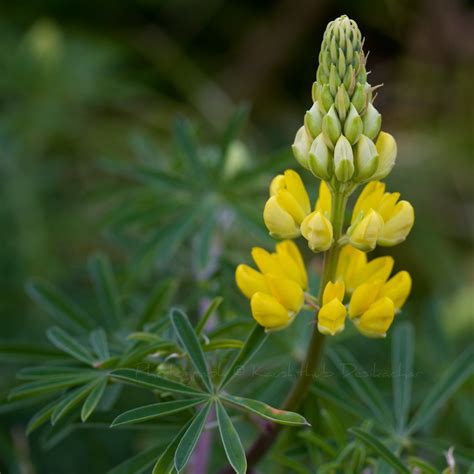 Passed away 19 august 2021, with family at his side. Mellow Yellow | AWESOME ON BLACK A native New Zealand ...