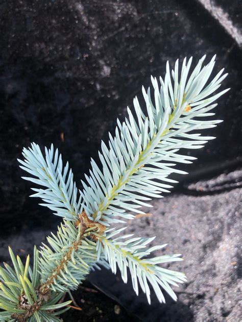 Picea Pungens Hoopsi Hoopsi Blue Spruce Etsy