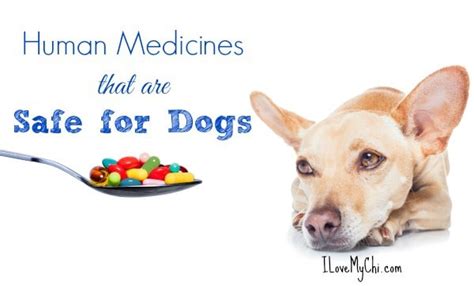 Human Medicines Safe For Dogs I Love My Chi