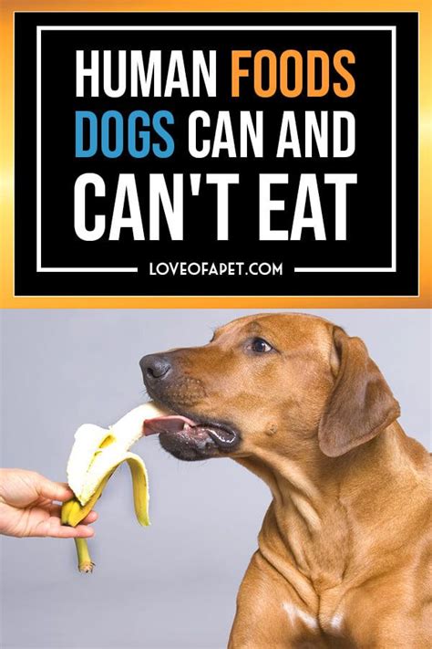 Our animal poison control center experts have put together a handy list of the top toxic people foods to avoid feeding your pet. 29 Human Foods Dogs Can and Can't Eat | Foods dogs can eat ...