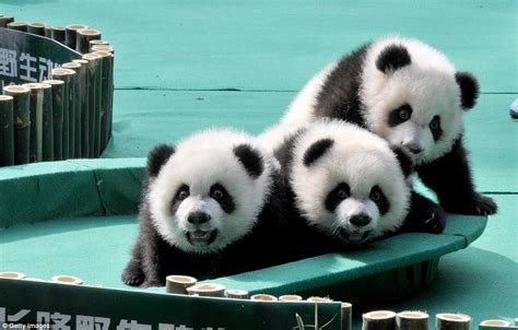 Worlds Only Panda Triplets Meng Meng Shuai Shuai And Ku Ku Celebrate