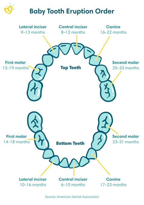 Baby Teeth Chart A Full Teething Timeline Pampers Chia Sẻ Kiến