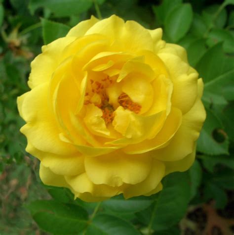 Pretty Yellow Rose Another Yellow Rose Picture I Just Lov Flickr