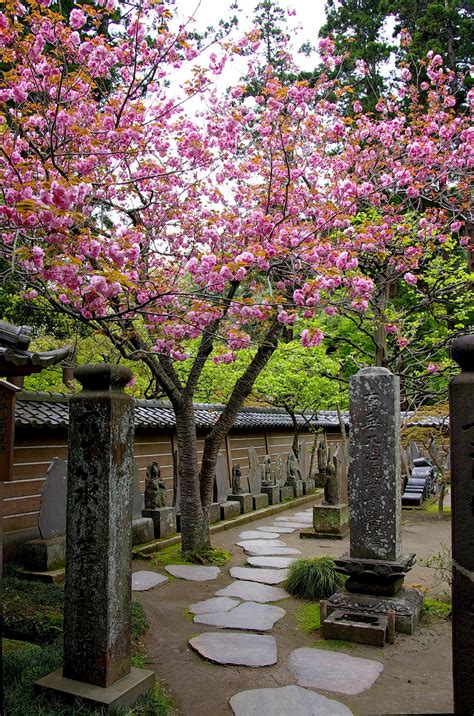 Japanese Zen Garden: Zen Path