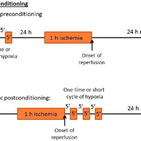 Representative Scheme Of Hypoxic Preconditioning And Postconditioning