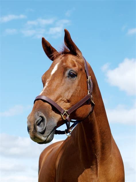 Chestnut Horse Head Stock Photo Image Of Horse Outside 28582832